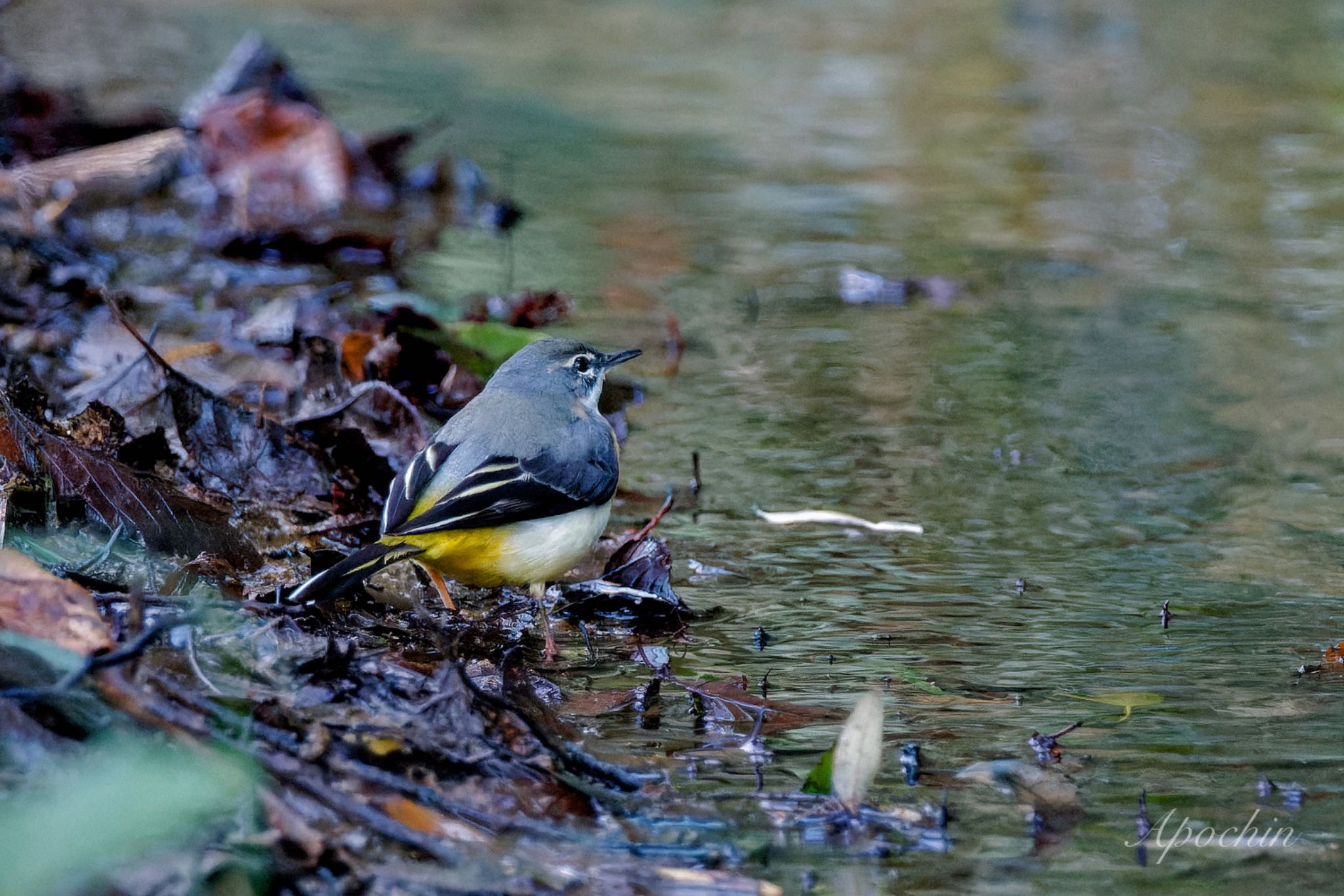 Grey Wagtail