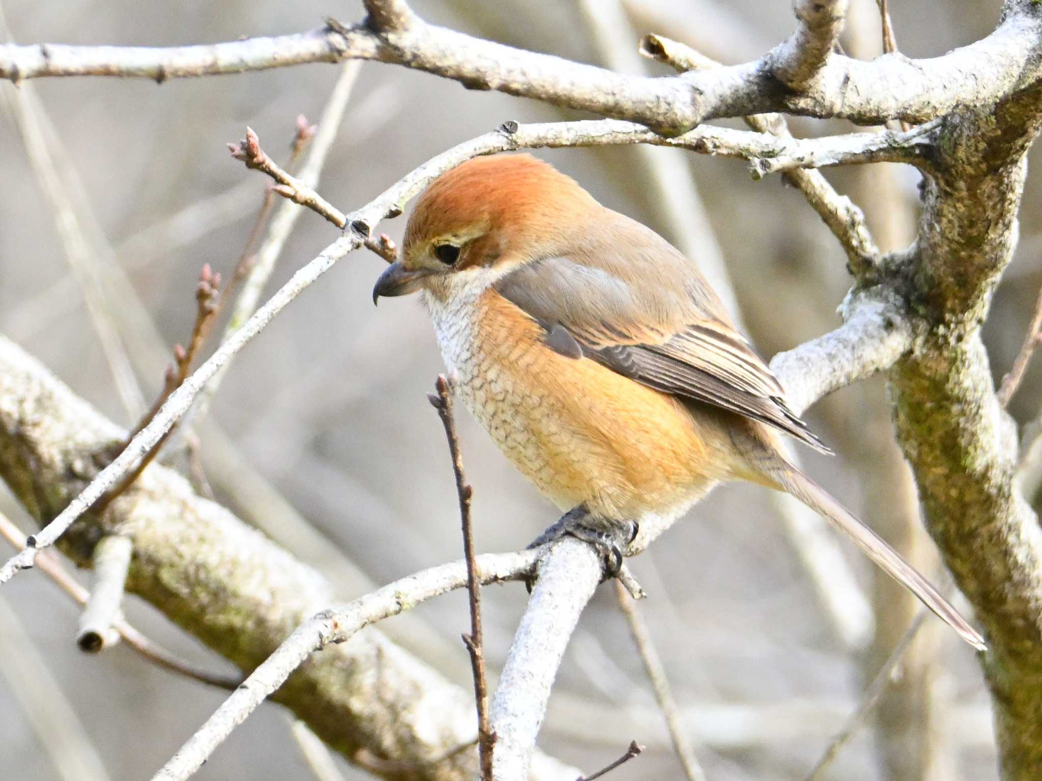 Bull-headed Shrike