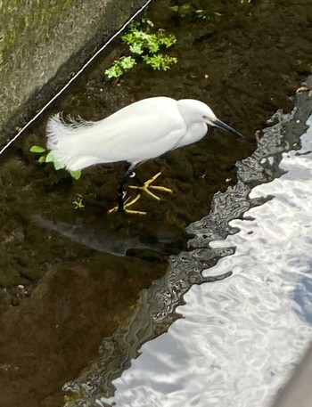 Little Egret 静岡県静岡市 Wed, 2/7/2024