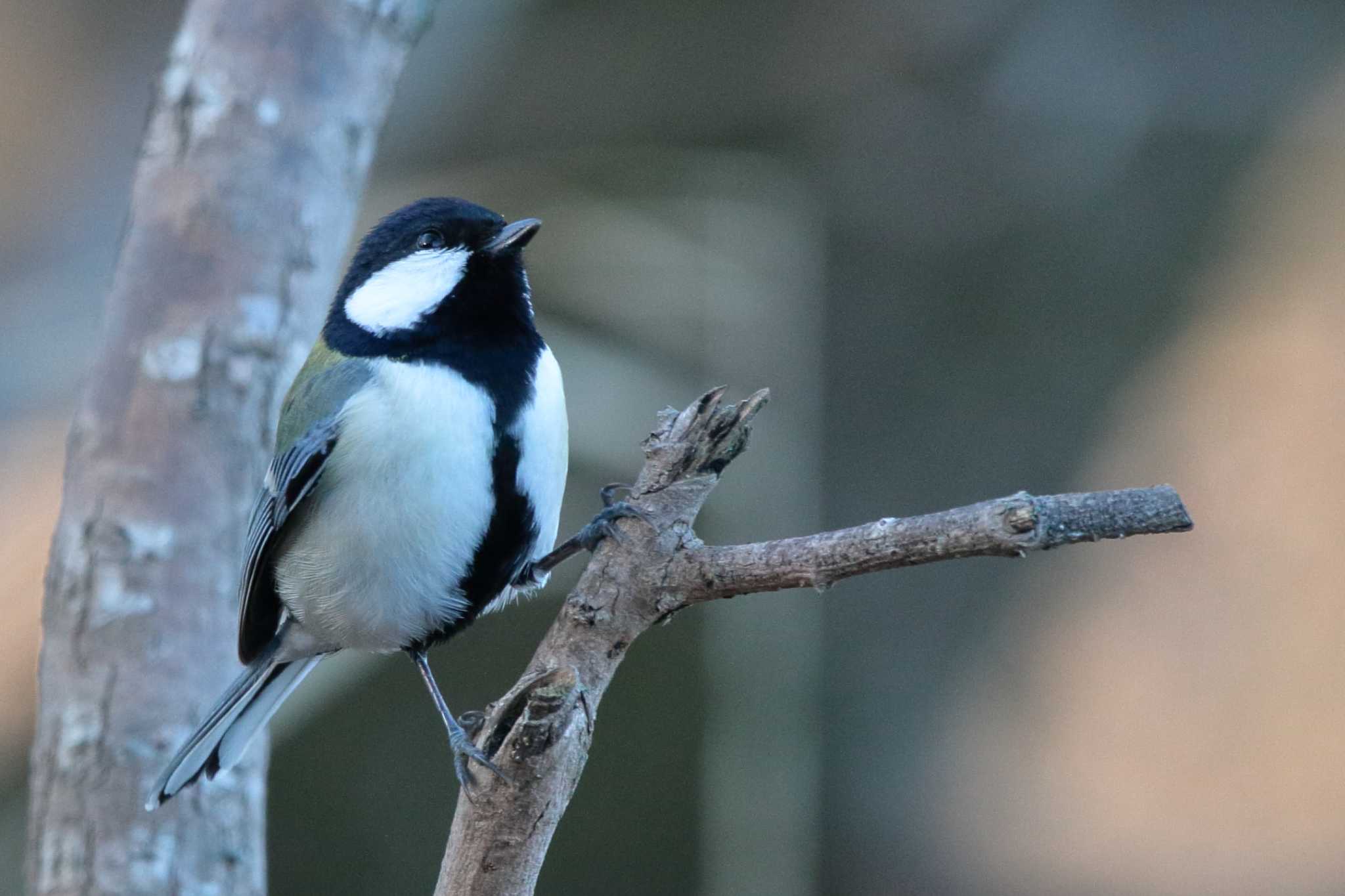 Photo of Japanese Tit at 洲原公園 by Button-Down Freak