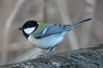 シジュウカラ 洲原公園 2024年2月8日(木)