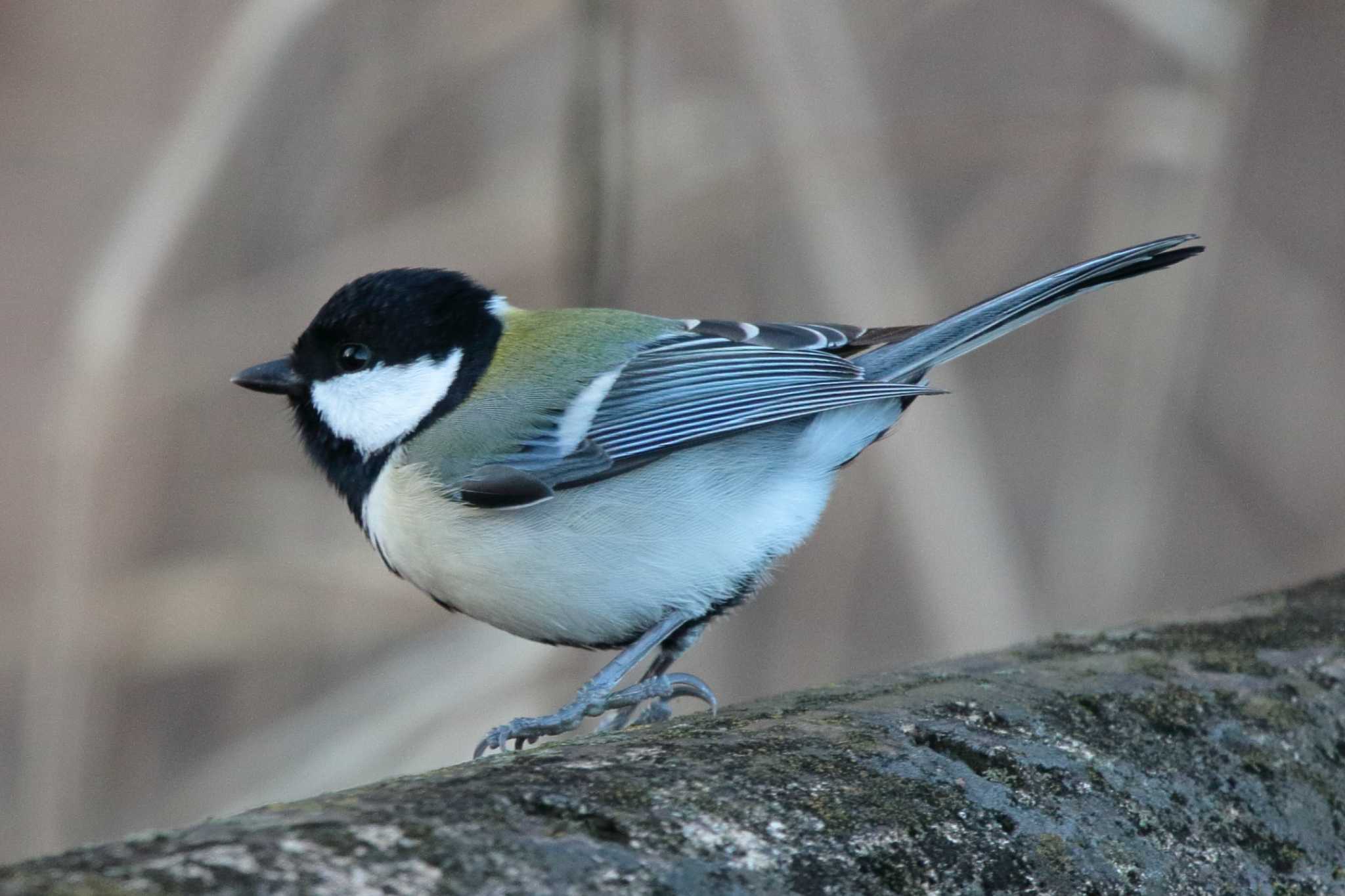 Japanese Tit