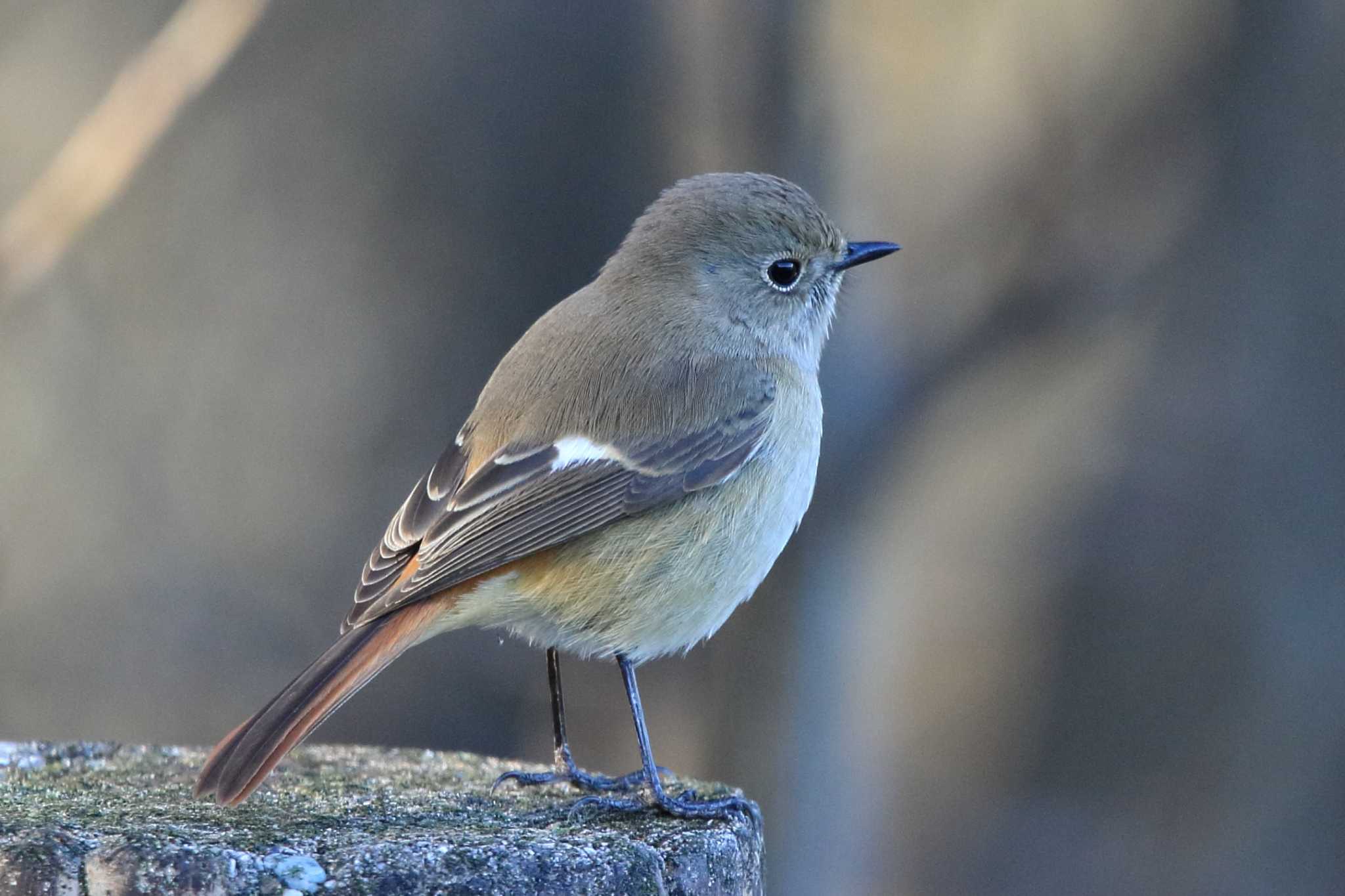 Daurian Redstart