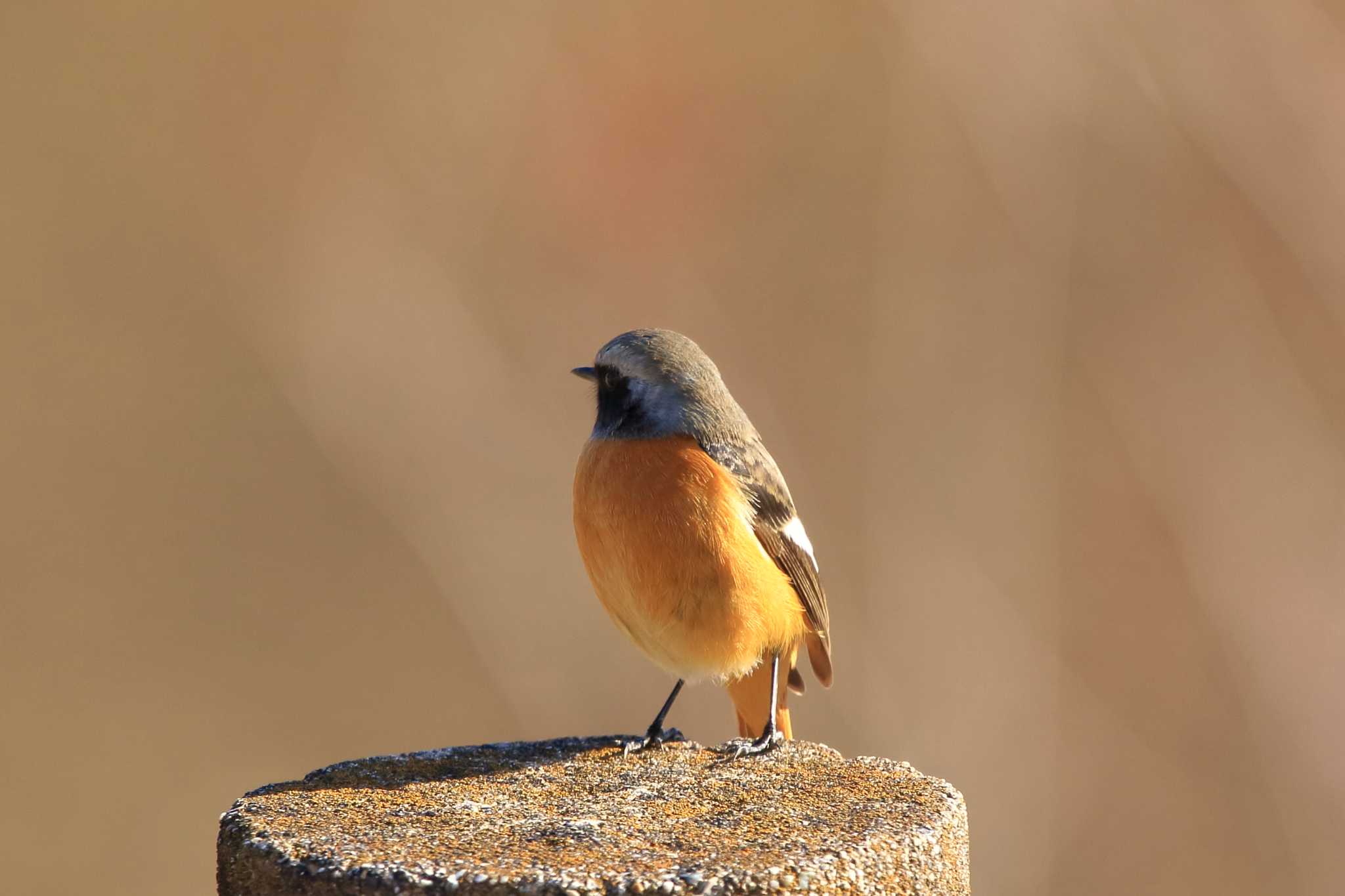 Daurian Redstart