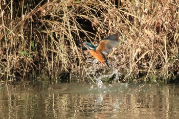 Common Kingfisher 洲原公園 Thu, 2/8/2024