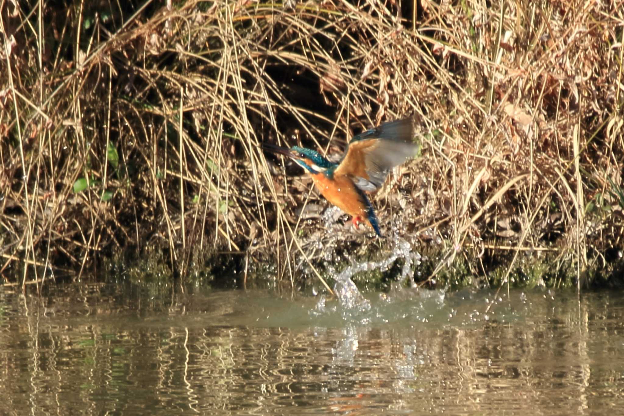 Common Kingfisher