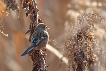 Siberian Long-tailed Rosefinch 洲原公園 Thu, 2/8/2024