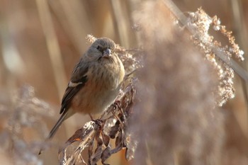 2024年2月8日(木) 洲原公園の野鳥観察記録