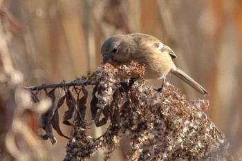 Siberian Long-tailed Rosefinch 洲原公園 Thu, 2/8/2024