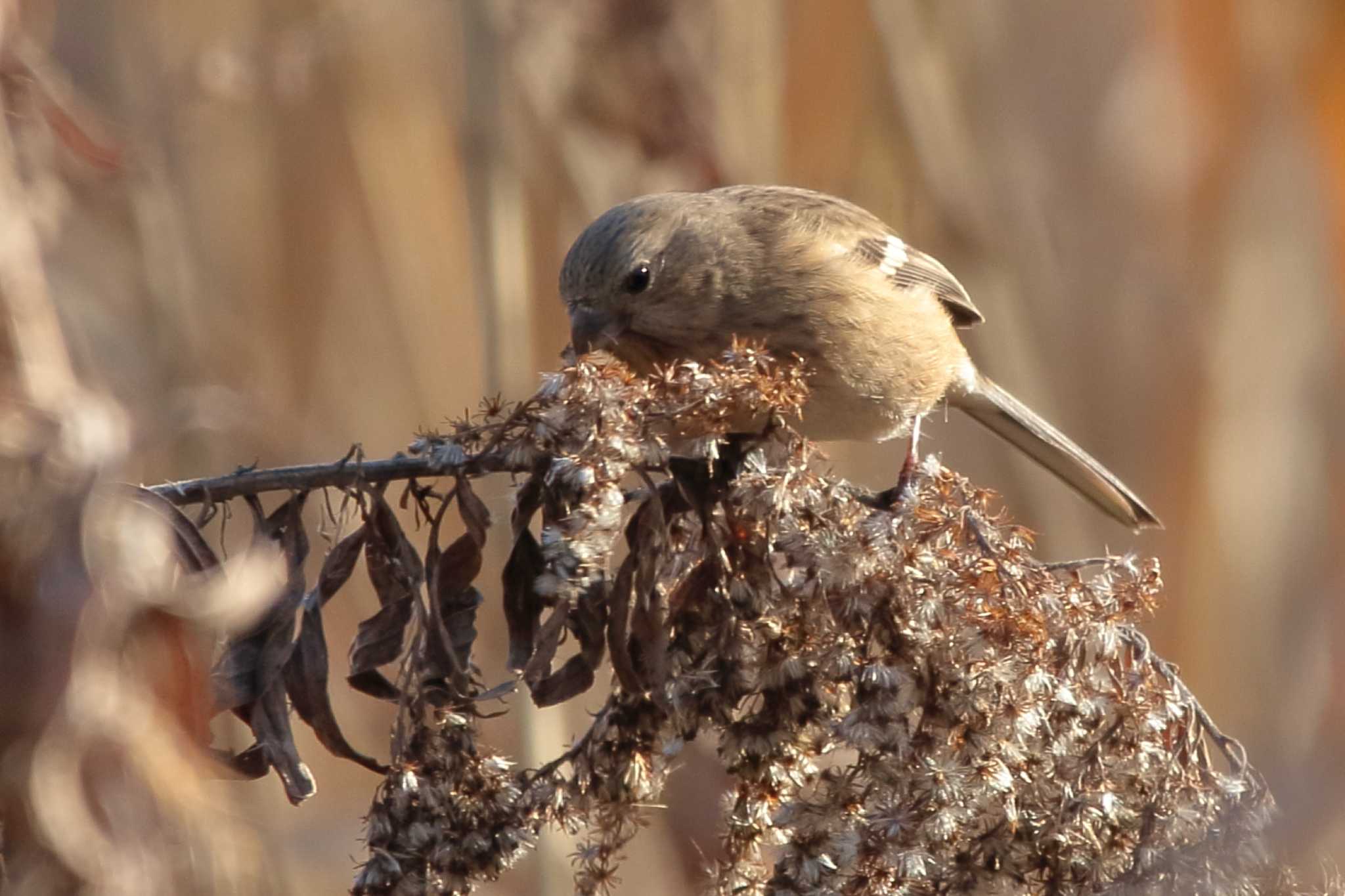 Siberian Long-tailed Rosefinch