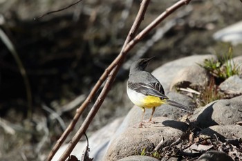 Grey Wagtail 洲原公園 Thu, 2/8/2024