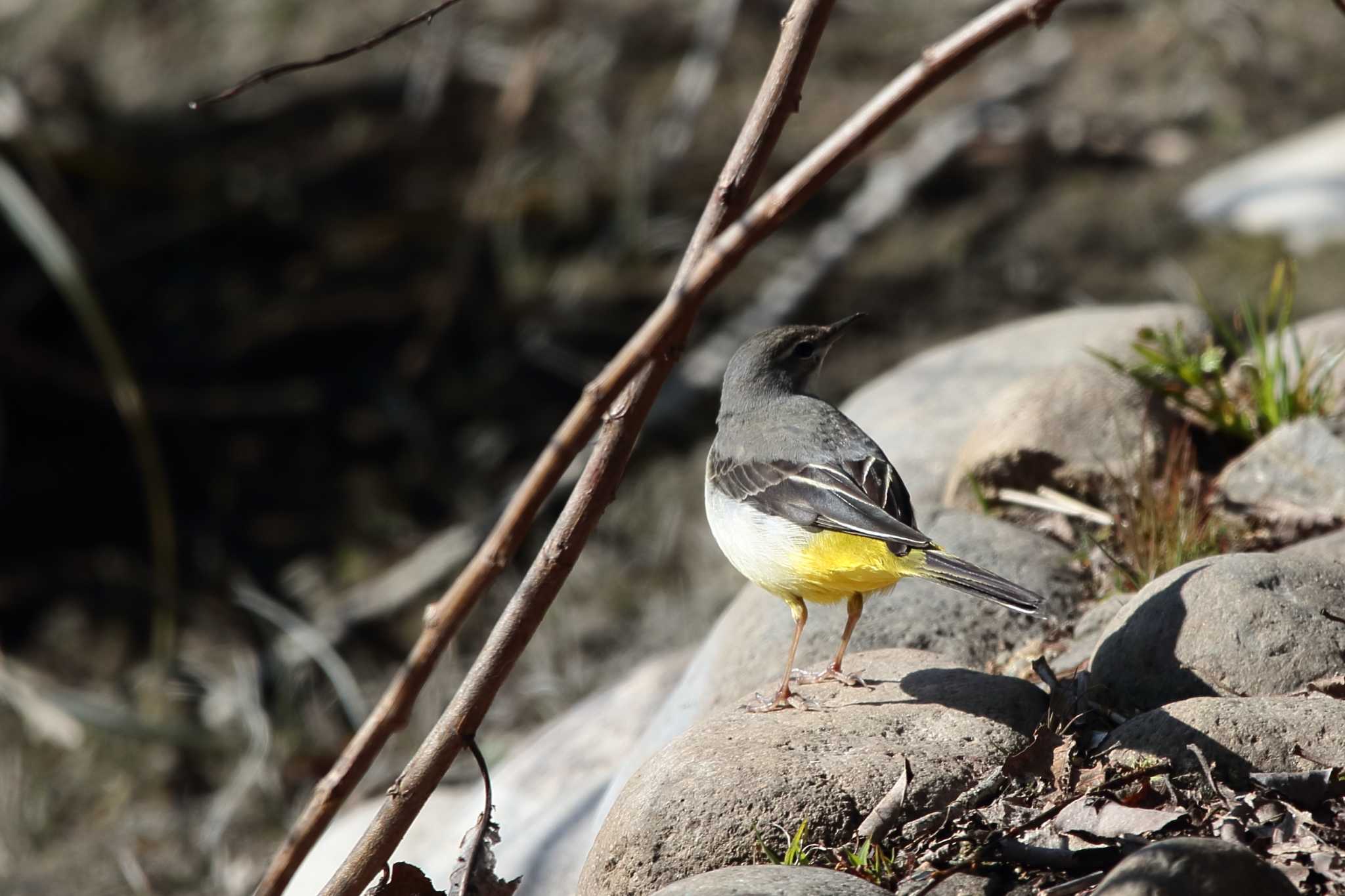 Grey Wagtail