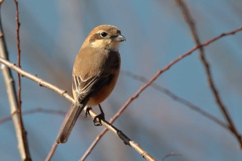 Bull-headed Shrike 洲原公園 Thu, 2/8/2024