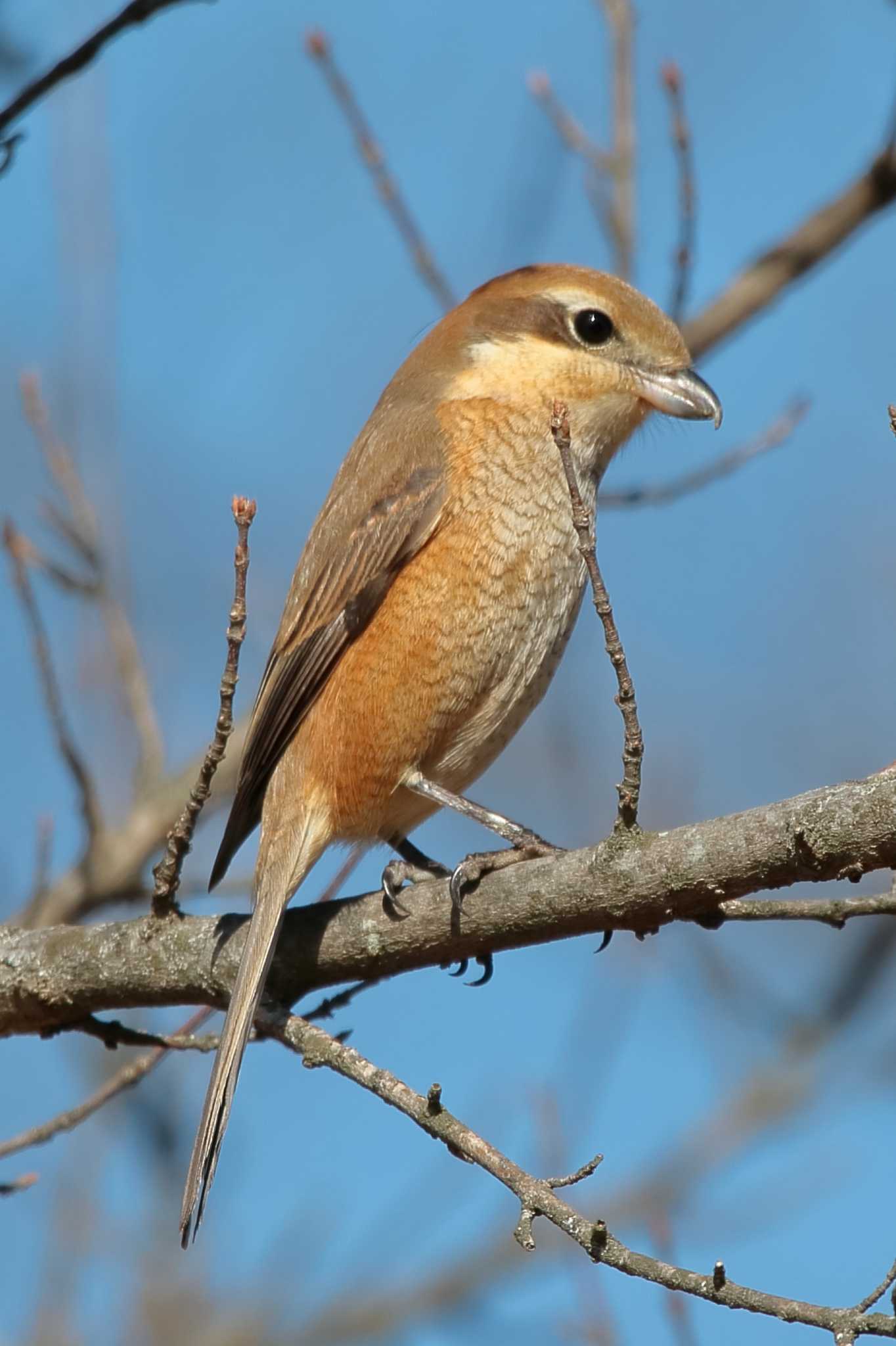 Bull-headed Shrike