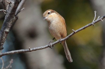 Bull-headed Shrike 洲原公園 Thu, 2/8/2024