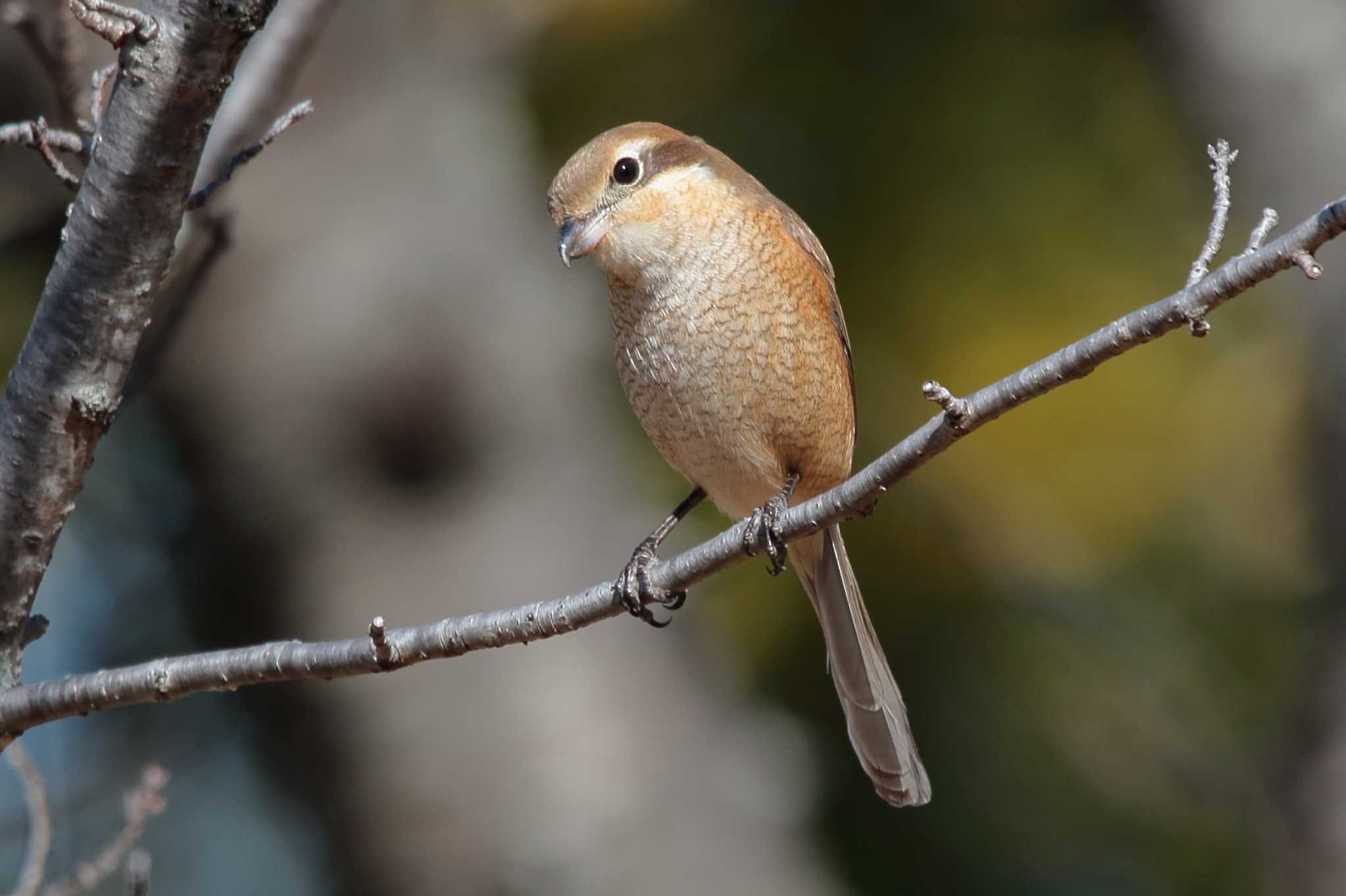 Bull-headed Shrike