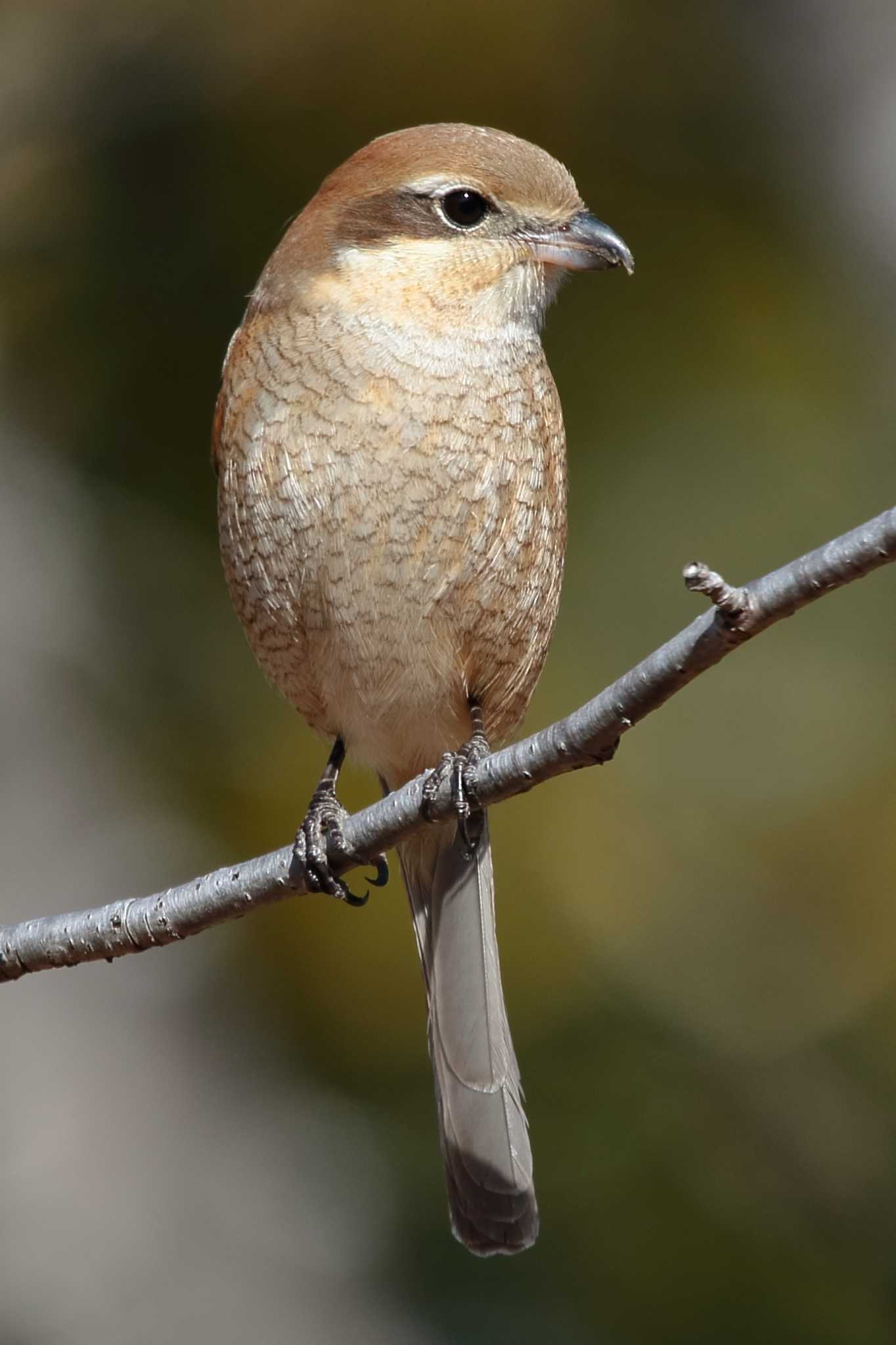 Bull-headed Shrike