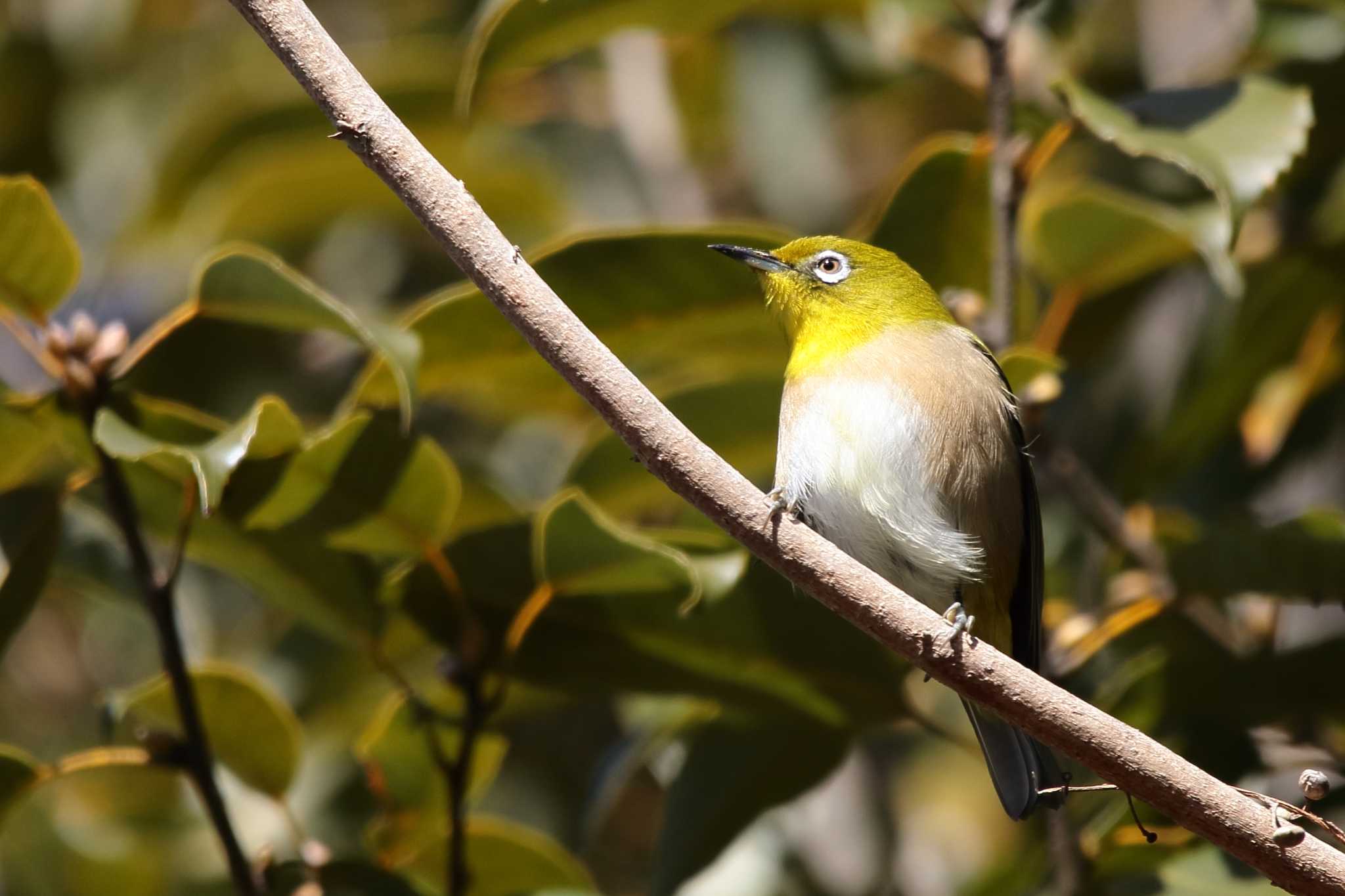 Warbling White-eye