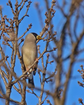 Japanese Grosbeak 自宅前 Thu, 2/8/2024