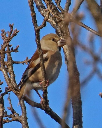 Hawfinch 自宅前 Thu, 2/8/2024