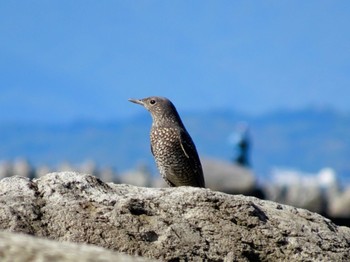 2023年10月21日(土) 柳島海岸の野鳥観察記録