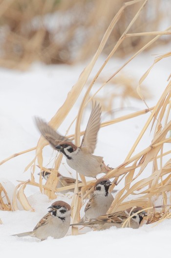 Eurasian Tree Sparrow 荒川河川敷 Tue, 2/6/2024