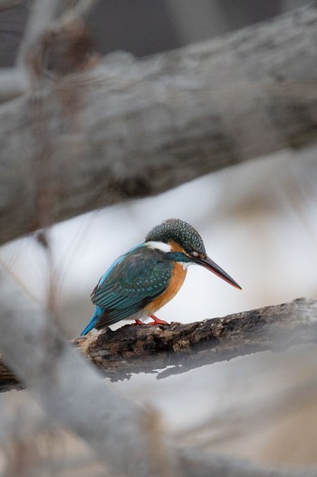 Common Kingfisher 荒川河川敷 Tue, 2/6/2024