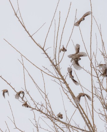 Eurasian Tree Sparrow 荒川河川敷 Tue, 2/6/2024