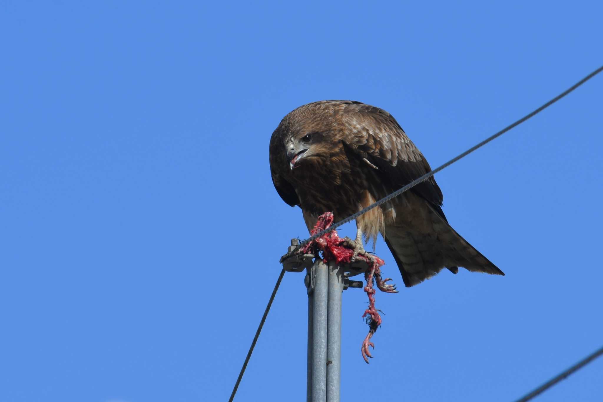 Photo of Black Kite at 河北潟 by 岸岡智也