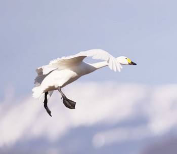 Tundra Swan 滋賀県湖北 Sat, 2/3/2024