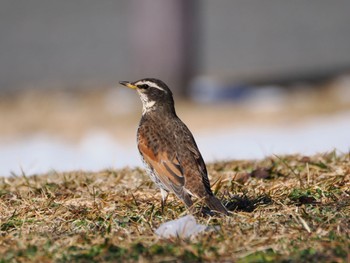 Dusky Thrush 大堀川水辺公園 Wed, 2/7/2024