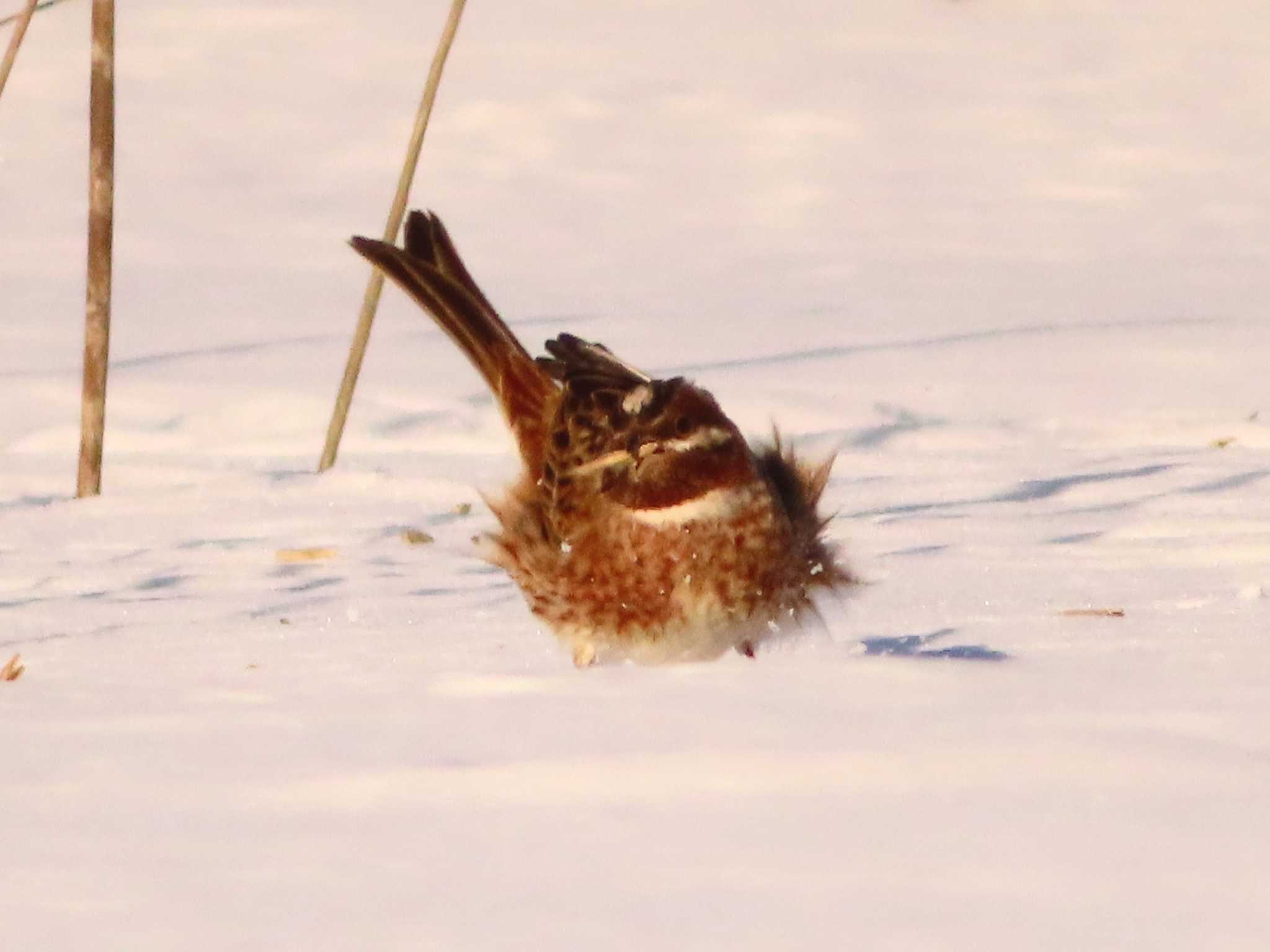 Photo of Pine Bunting at 鵡川河口 by ゆ