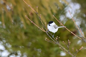 コガラ 真駒内公園 2024年2月7日(水)