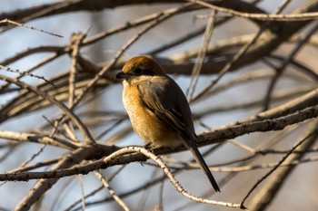 モズ 秋ヶ瀬公園(野鳥の森) 2024年2月8日(木)