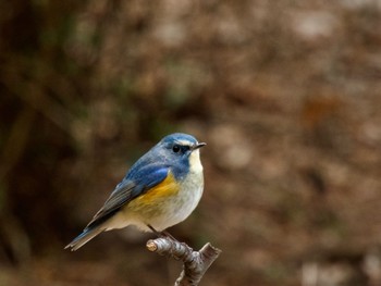 ルリビタキ 庚申山総合公園 2024年1月28日(日)