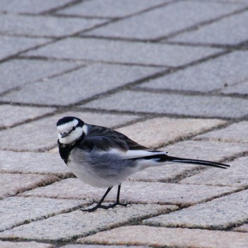 White Wagtail 仙台市・七北田公園 Thu, 2/8/2024