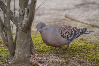 キジバト 仙台市・七北田公園 2024年2月8日(木)