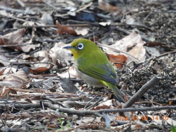 Warbling White-eye 養老公園 Thu, 2/8/2024