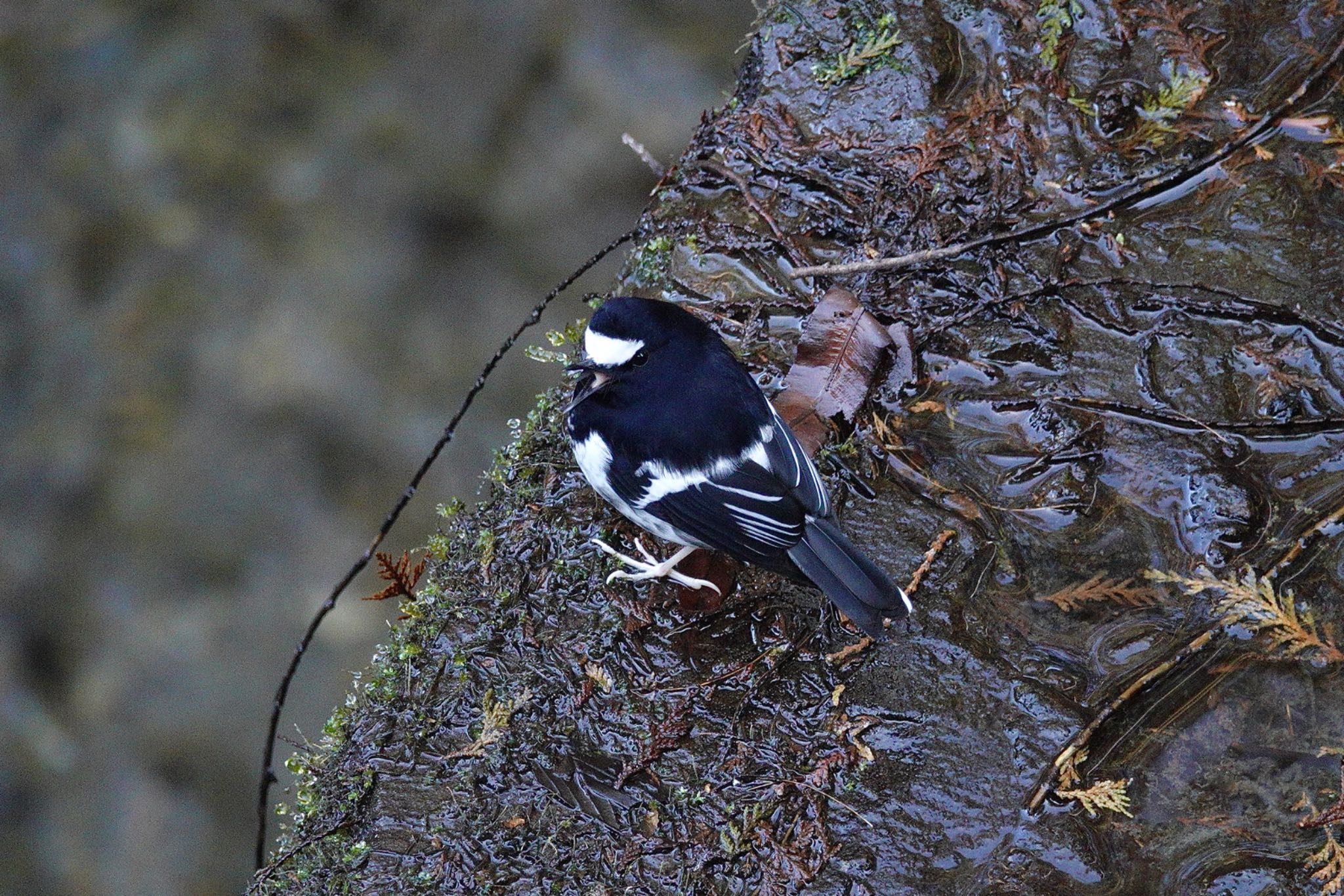 Photo of Little Forktail at 阿里山国家森林遊楽区 by のどか