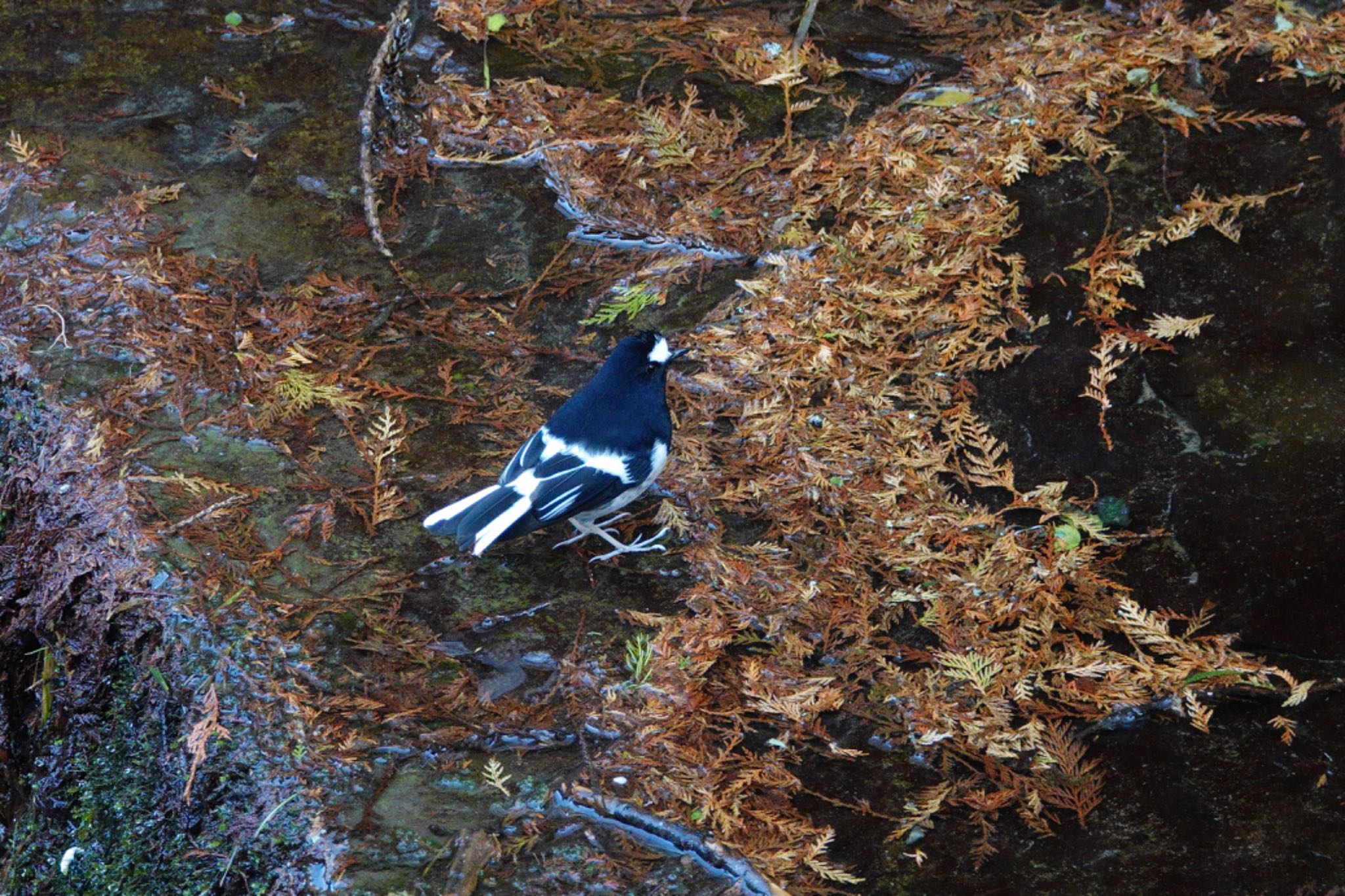 Little Forktail