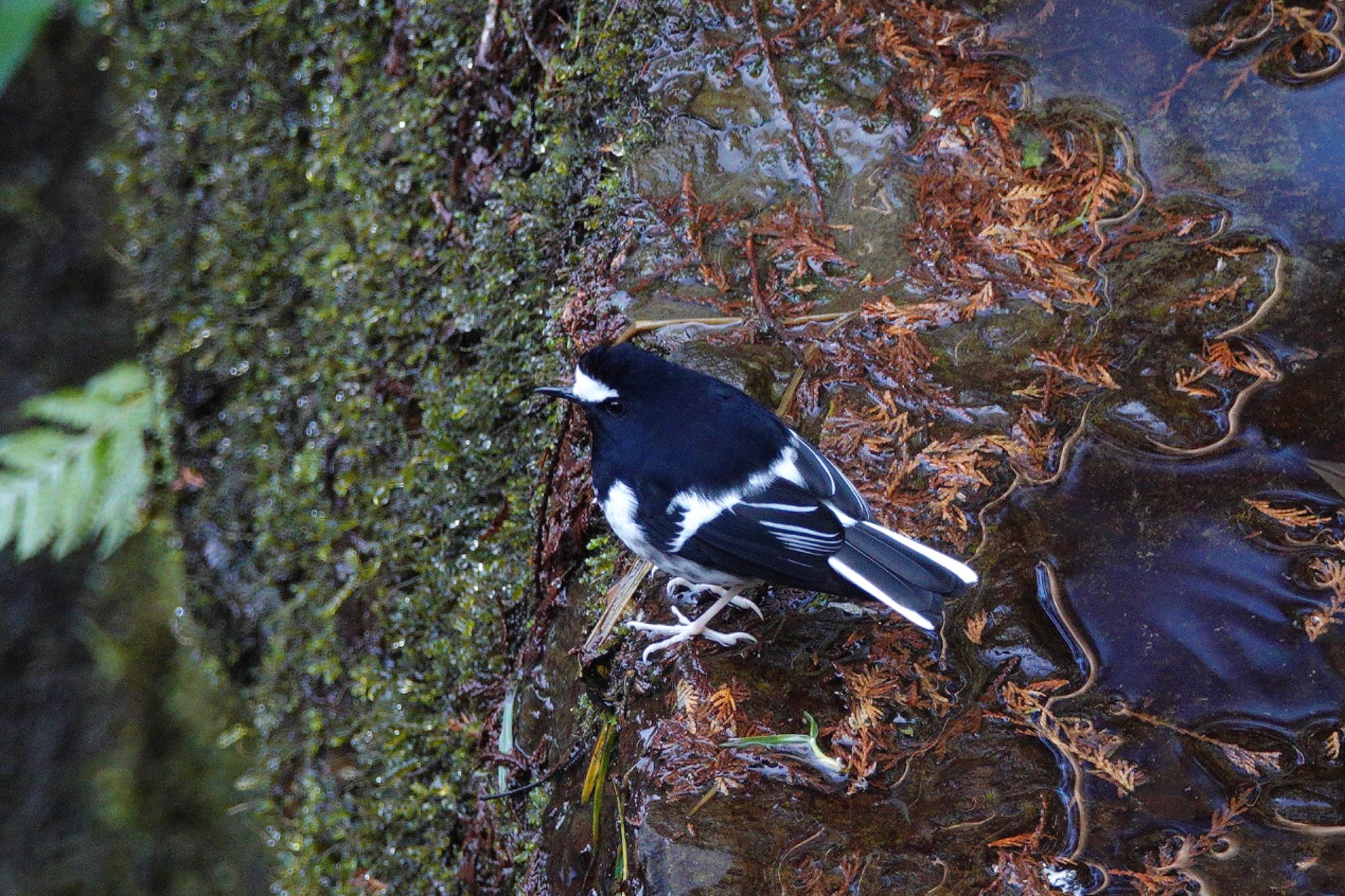 Photo of Little Forktail at 阿里山国家森林遊楽区 by のどか