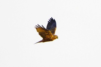 Eastern Marsh Harrier 浮島湿原 Sat, 2/3/2024