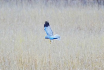 2024年2月3日(土) 浮島湿原の野鳥観察記録