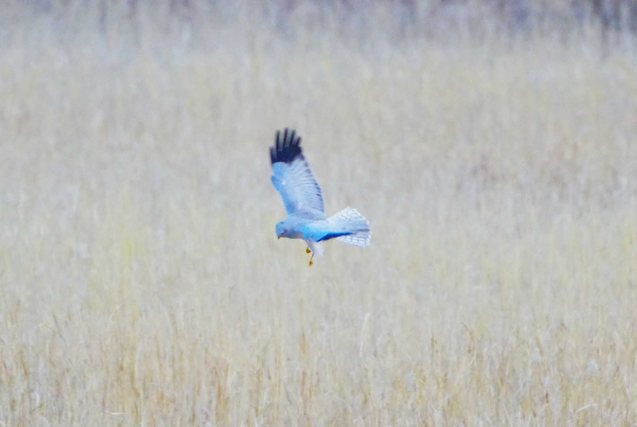 Photo of Hen Harrier at 浮島湿原 by BW11558