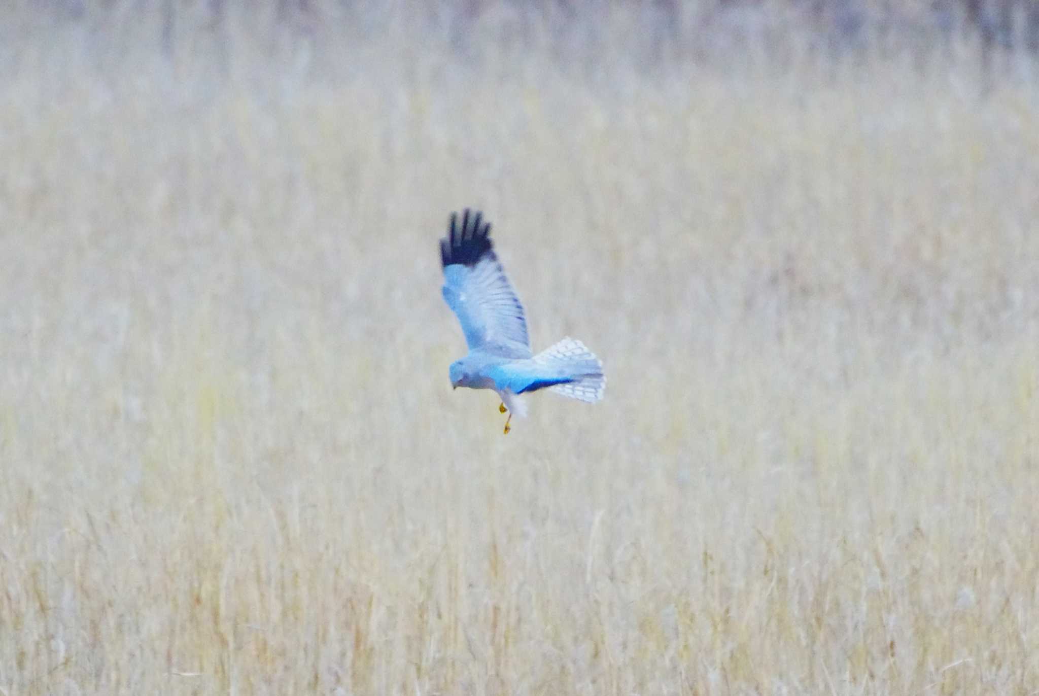 Hen Harrier