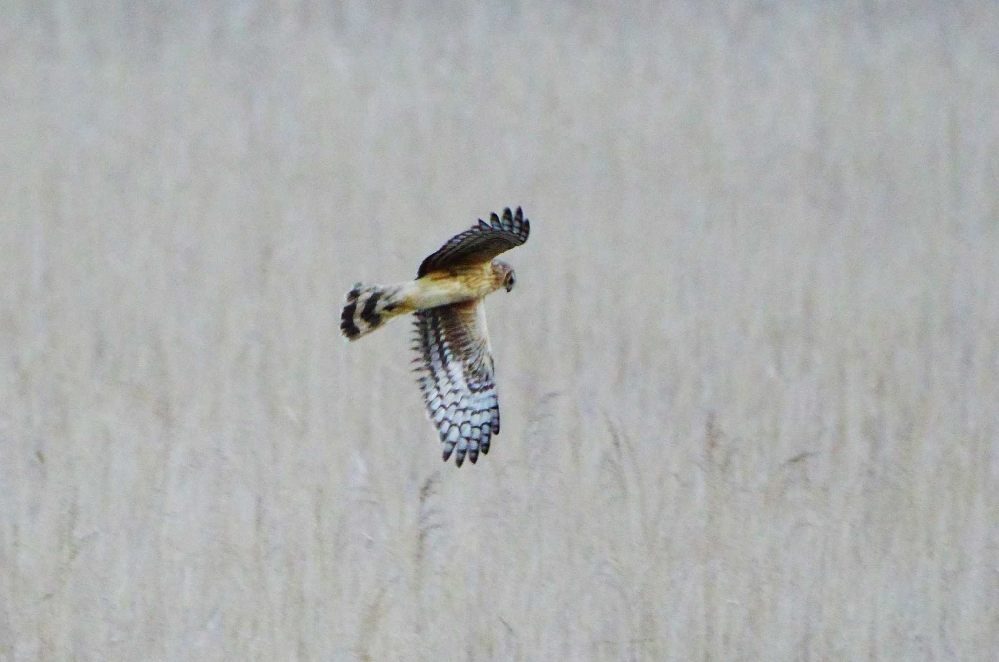 Hen Harrier