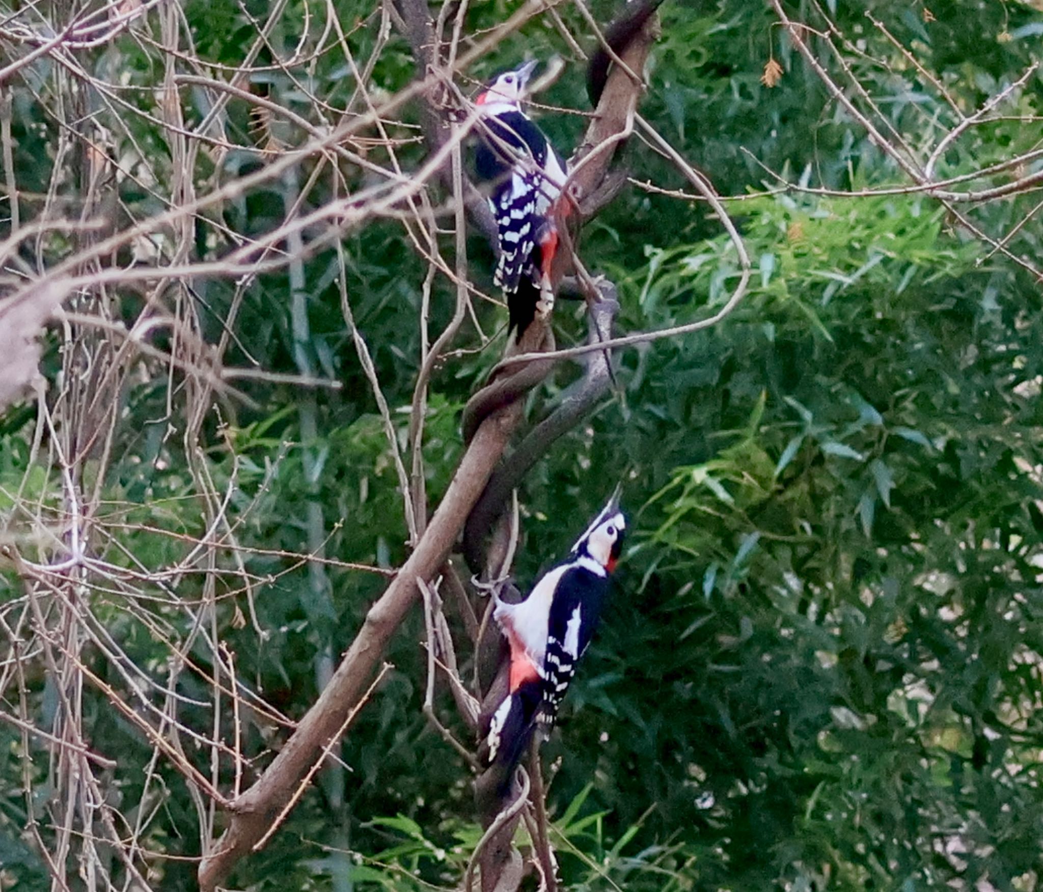 Great Spotted Woodpecker