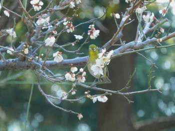 Warbling White-eye Hibiya Park Thu, 2/8/2024