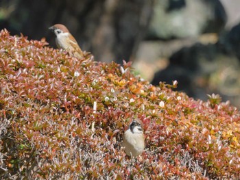 Eurasian Tree Sparrow Hibiya Park Thu, 2/8/2024