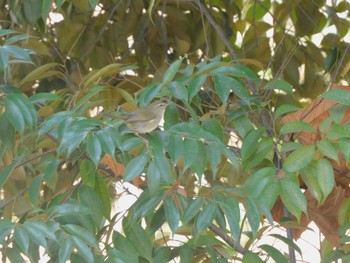 Japanese Bush Warbler Hibiya Park Thu, 2/8/2024